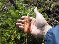 ����β��� 