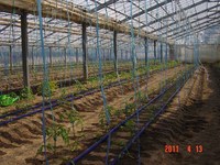 �裱�ϥ����Υȥޥ� 