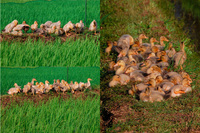 ����ʥ�������� 