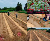 ����٥Ĥ��Ĥ��꿢 