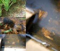 ���˥�������� 