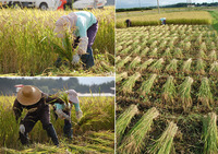 �����ơ����ơ�ī��פΰ𴢤� 