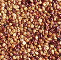 �̤�त���������ӤǤ��� 