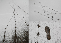 ������­�� 