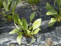 �����֤���礭���ʤ�ޤ��� 