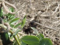 ����Ʀ���ޤ����ä��� 