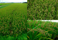 ͭ�������ơ����Ƥ��椬��첼���äƤ��ޤ��� 