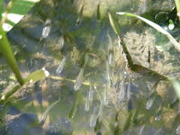 ���Ƥ����۰��ռ����ơ��Ĥ�ܤ���ǥ�������ˤ��Ǥ��ޤ��� 