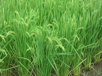 ��������꾯���椬���Ƥ��ޤ����� 