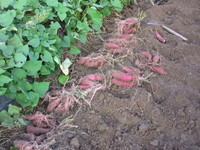 ��������꺢���礭���Ǥ��� 