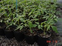 ?ϥѤΥȥޥȤġ󣱣cm 