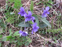 ���ߤ줬�餤�Ƥ��ޤ����� 