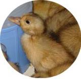 ������ΥҥʤǤ��� 