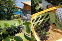 �����˥��μ��� 