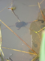 ���󥴥��������äѤ��� 