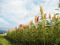 ���ޥ�󥵥���������Ǥ��� 