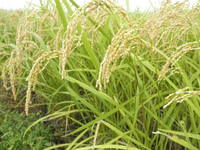 �ҤȤ�ܤ���� 