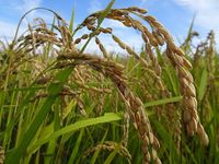 ͭ��JAS�����䳫�Ϥ��ޤ����� 