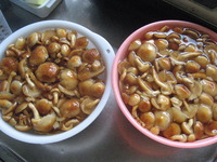 ���ڥʥᥳ�򤤤������ޤ����� 