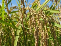 ���Ƥ�ĺ�������Ȥ˴��ա����ա� 