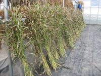 �ϥȥ८������ 