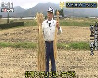 Ĺ������������ȡ���ƻ����С٤ǾҲ𤵤�ޤ��� 