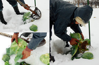 �㲼����٥� 