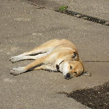 �����ܤä� 