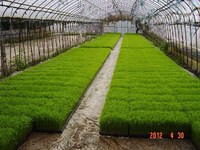 �����ҥ�����ĤǤ� 