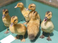 �����礭���ʤ�ޤ����� 