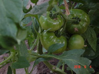 �ϥ����Υȥޥ� 