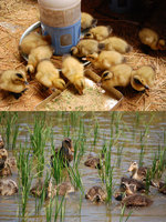 ��������ι���Υҥʤȡ��Ĥ�ܤ�ˤ���äƻ������򿩤٤��� 