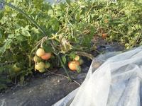 �ϥ����ΤȤޤ� 