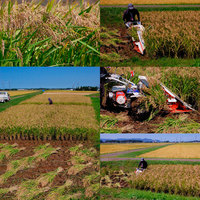 ͭ�������ơ����Ƥΰ𴢤� 