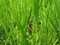 �Ĥ�ܤ˥ȥΥ��ޥХå� 