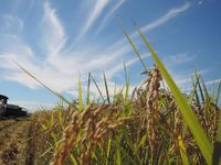 �𴢤����¤Ǥ��� 