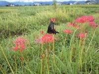 ��߲֤ȤΥ���ȥ饹�Ȥ������줤�ǡ� 