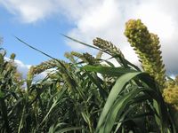 �����ɤ�뻨����� 