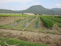 ���ʥ������ 