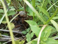 �����ʤ�˪ 