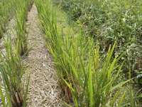 �Ĥ�ܤ����� 