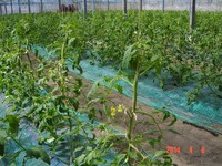 ?ϥȥޥȤβ֤餭Ϥޤ 