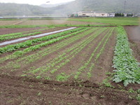 ���������礭���ʤ�ޤ��� 