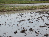 �������夫�� 