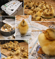 �����ˡ�Ѥι���Υҥʣ����� 