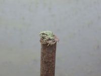 �Ĥ�ܤΤ�ͧã�� 