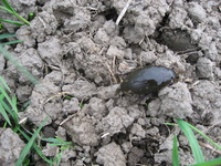 �Ĥ�ܤΥ��ॷ 