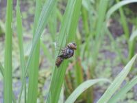 �Ĥ�ܤǤϥȥ�ܤα��� 