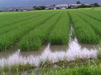 ����ʤ���ܥ��� 