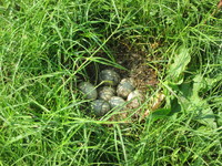 �ƻҤǱˤ��Ѥ򸫤Ƥߤ����� 